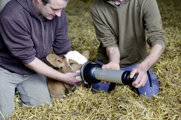 HK Calf Resuscitator